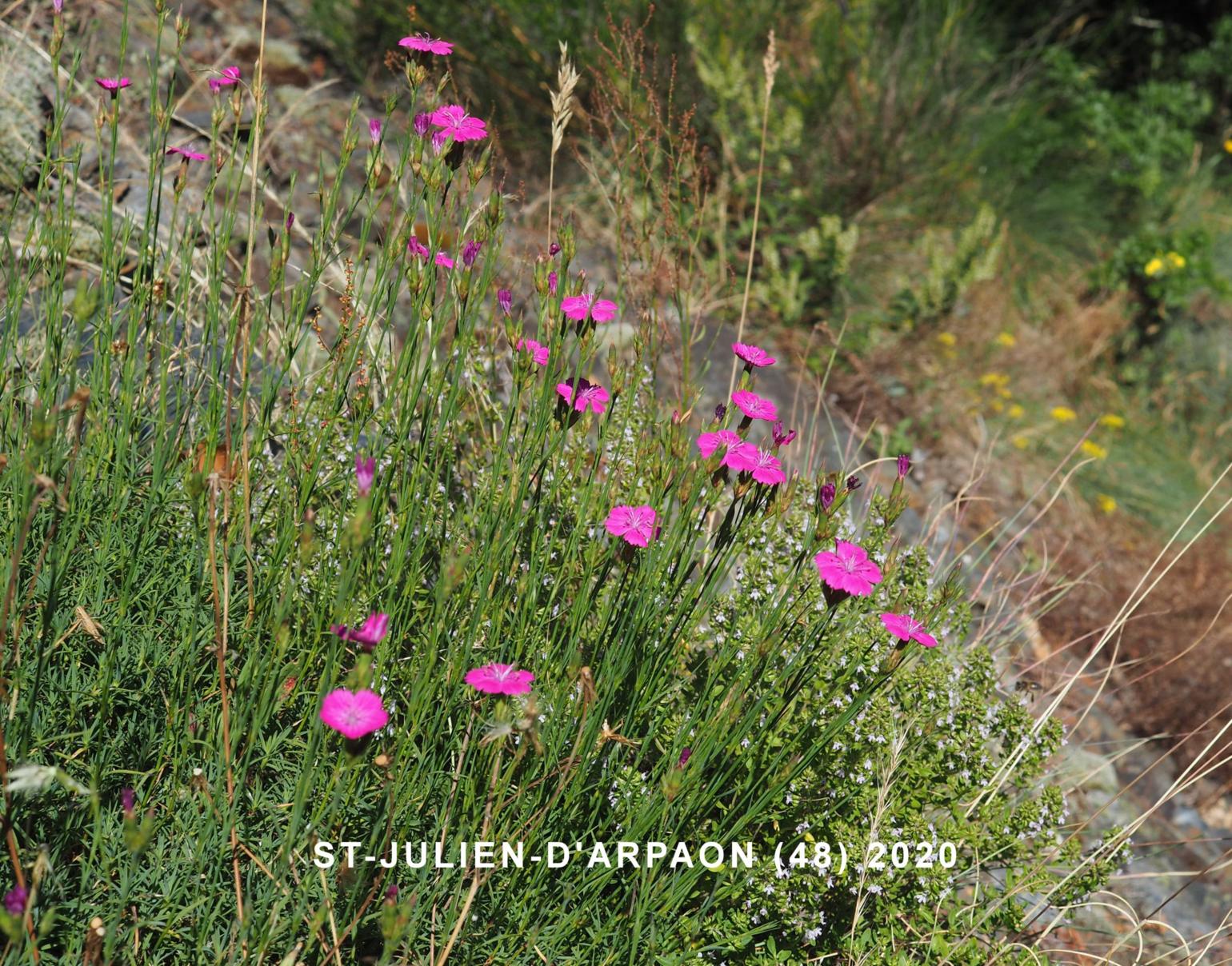 Pink, Granite